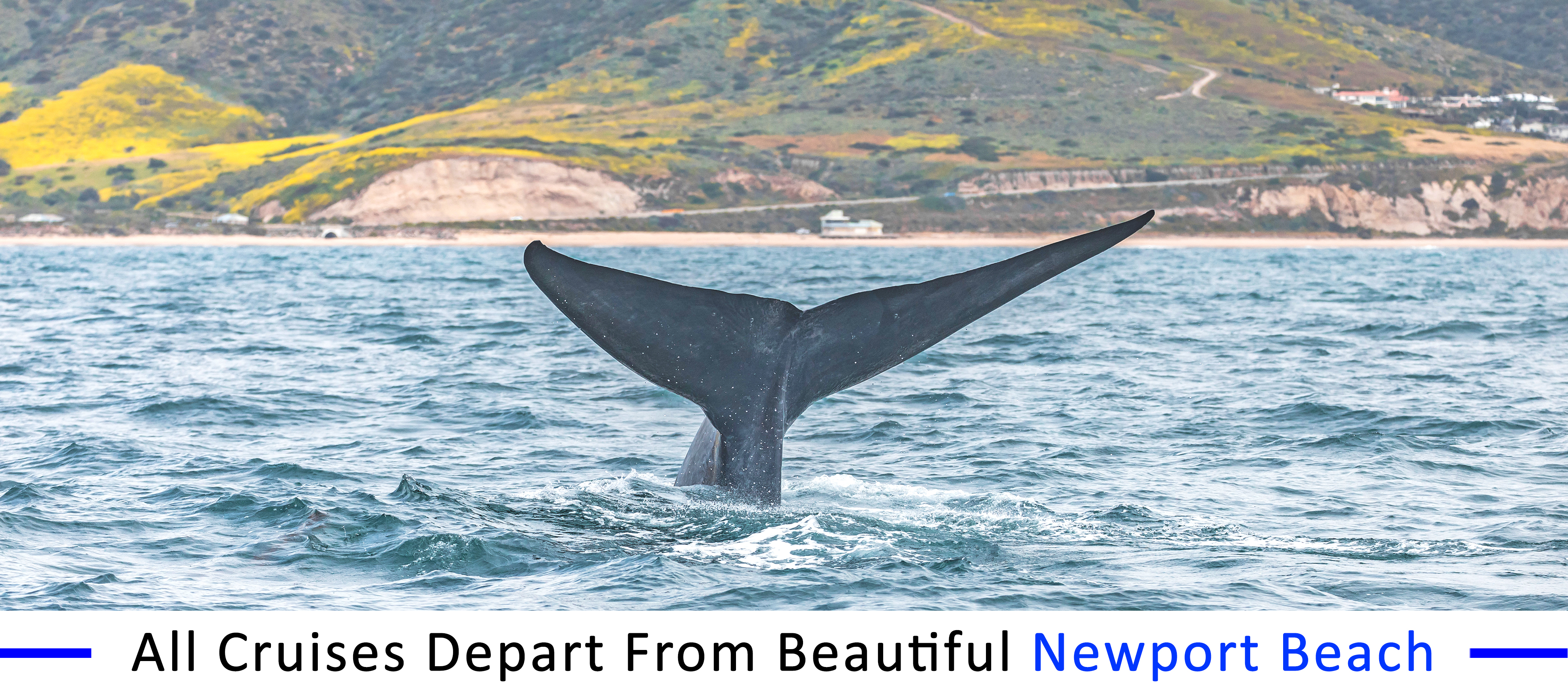 whale-watching-santa-monica whale-watching